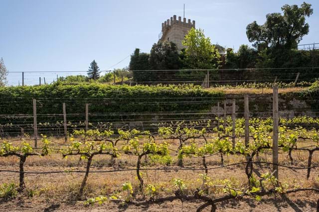 Vinhas - Casa da Calçada