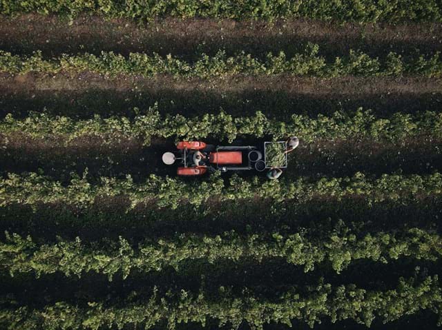 Nas vinhas encontramos duas castas bem típicas da região, Alvarinho e Loureiro.