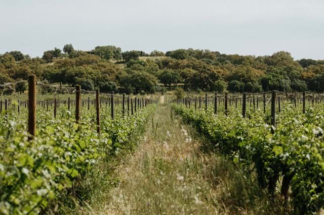 Em 1991, é lançado o primeiro Tapada tinto da autoria de António Saramago. Em 1996 é muito premiado e considerado o melhor do Alentejo, e um dos melhores do país