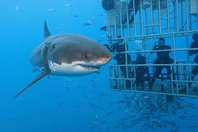 Cage diving para ver tubarões brancos ao perto