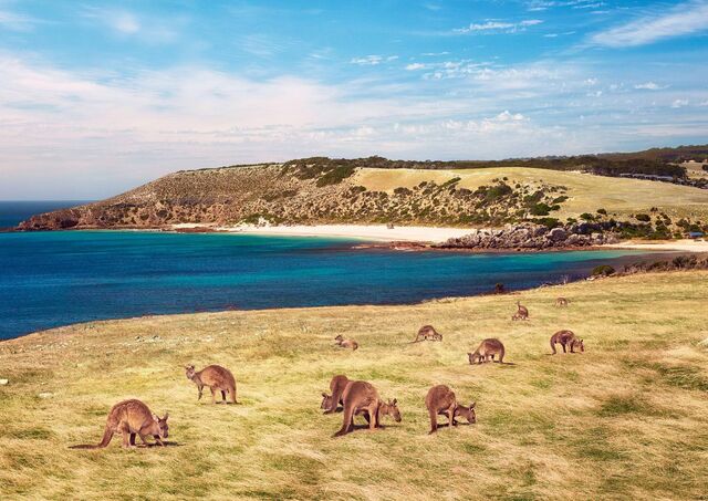 Ilha Kangaroo, Austrália