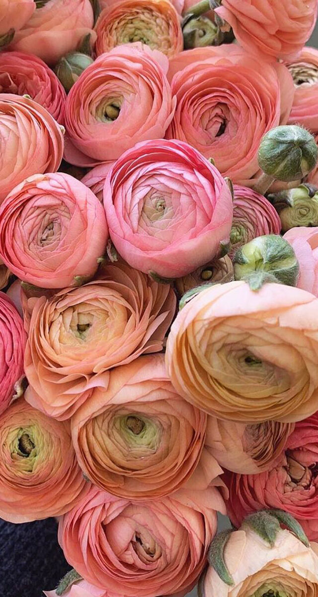 2020-02-14_07_16_11 4 Embaixada das Flores.jpg