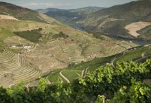 Legado, “um vinho que só podia nascer aqui”