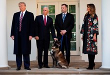 Por que é que Donald Trump odeia cães?