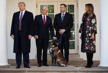 Por que é que Donald Trump odeia cães?