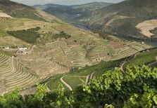 Legado, “um vinho que só podia nascer aqui”