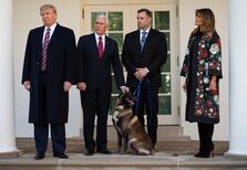 Por que é que Donald Trump odeia cães?