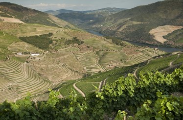 Legado, “um vinho que só podia nascer aqui”