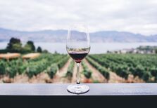 Os melhores vinhos em casa (à distância de um clique)