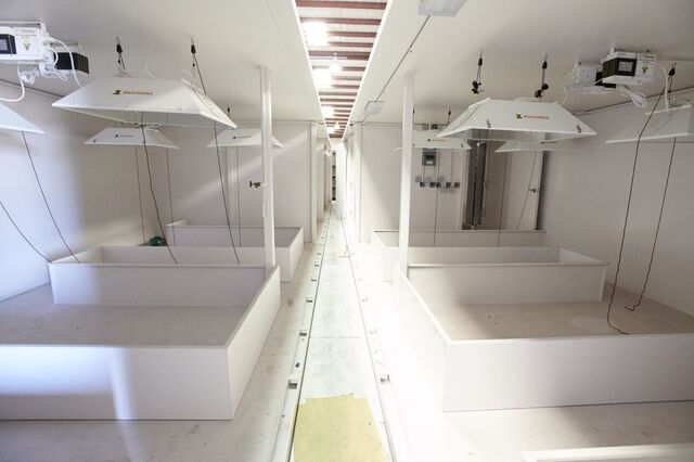 Uma estufa em construção dentro de um bunker de luxo nas instalações da Rising S Co., Texas