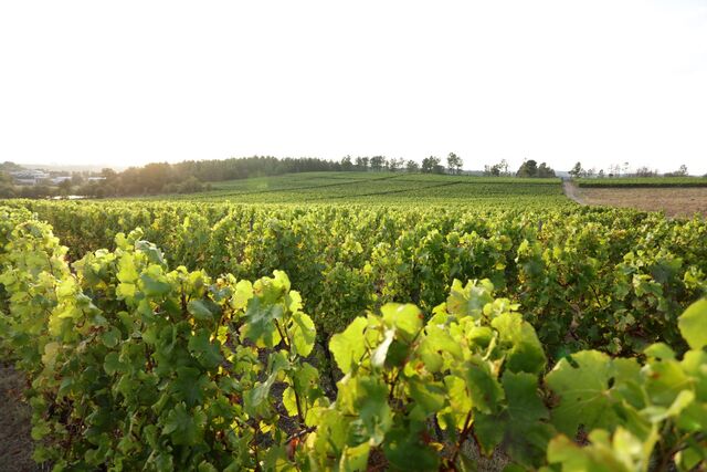 A vinha da Quinta dos Carvalhais