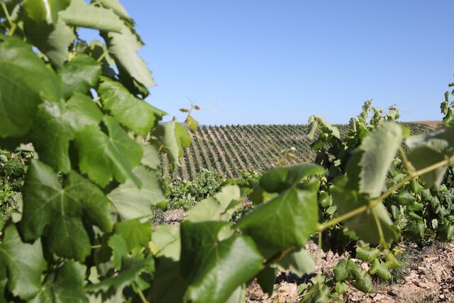 Os vinhos Costa Boal são feitos em Trás-os-Montes