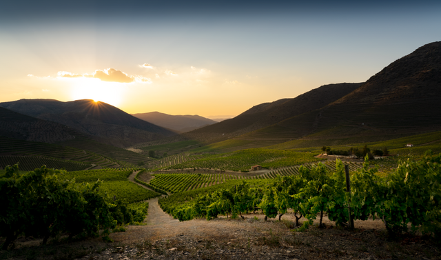 Quinta das Ledas, vinhas do Douro