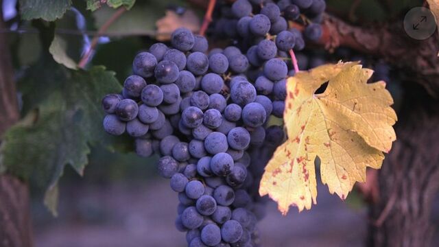 Uvas