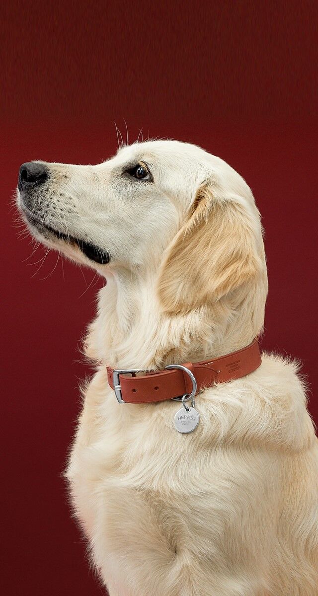 Coleira Etriviere II em pele, € 500, Hermès.