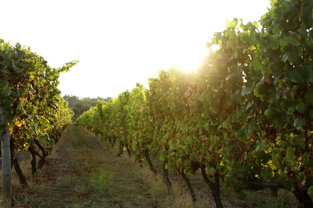 Vinha da Quinta dos Carvalhais