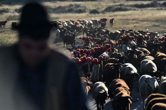 Rebanho de ovelhas e carneiros durante uma subida à serra, em Seia, 2015