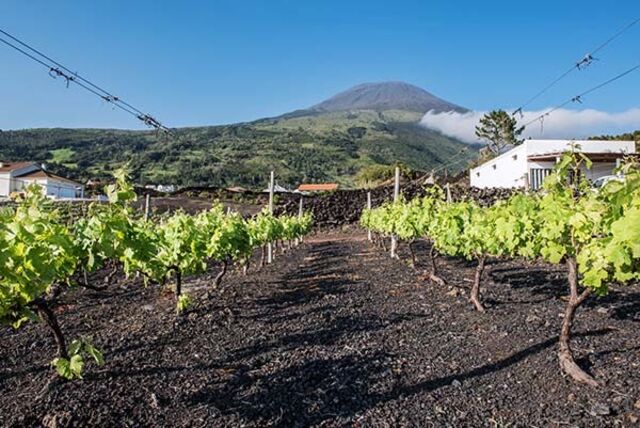 Na ilha do Pico, onde fundou a Azores Wine Company, e foi um dos pioneiros no renascimento da vinha na região.