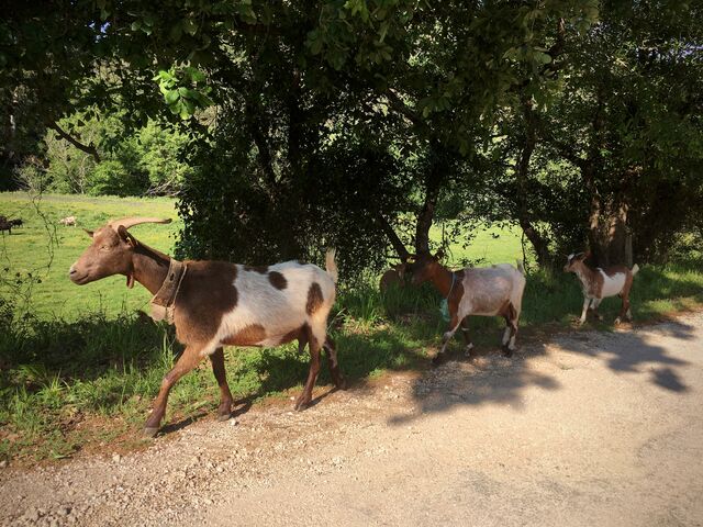 Rebanho de cabras perto da ribeira de Odeceixe