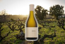 Série Ímpar: de vinhas velhas e tortas se fez um branco incrível