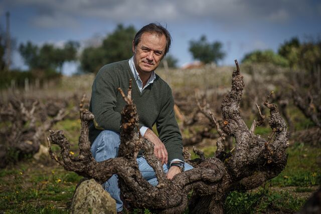Luís Cabral de Almeida, o responsável máximo pelo vinho diz que estas vinhas são "um verdadeiro tesouro para qualquer enólogo"