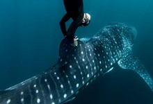 Rolex e BBC assinam documentário sobre os oceanos