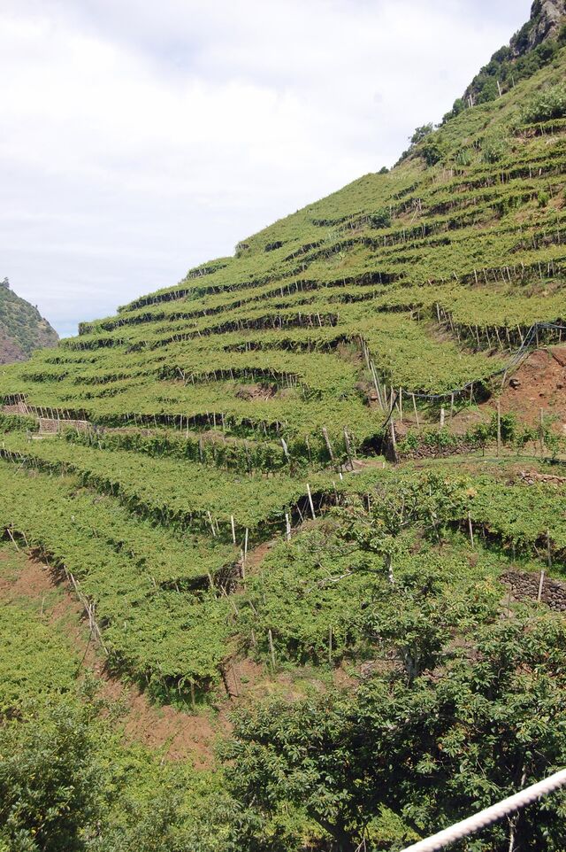 As vinhas da Quinta do Barbusano, São Vicente, Madeira.
