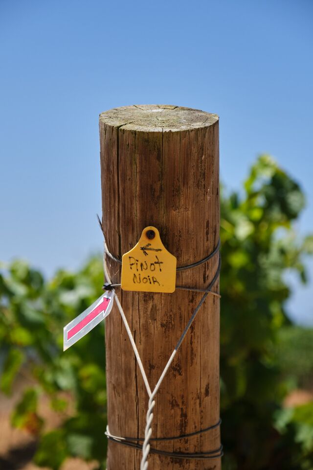 Casta Pinot Noir, na vinha da marca Vicentino.