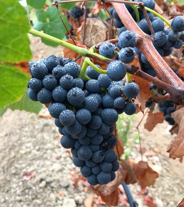 Casta Touriga Nacional, da vinha da marca Vicentino.