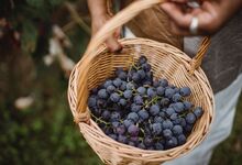 6 vinhos para ajudar a lavar os cestos