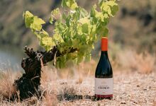 Castas antigas, o tesouro mais bem guardado do vinho português