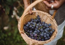 6 vinhos para ajudar a lavar os cestos