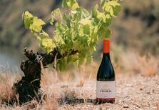 Castas antigas, o tesouro mais bem guardado do vinho português