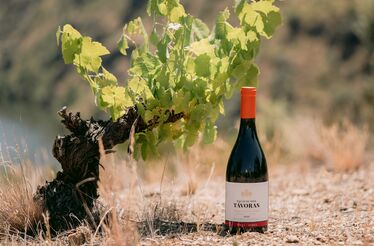 Castas antigas, o tesouro mais bem guardado do vinho português