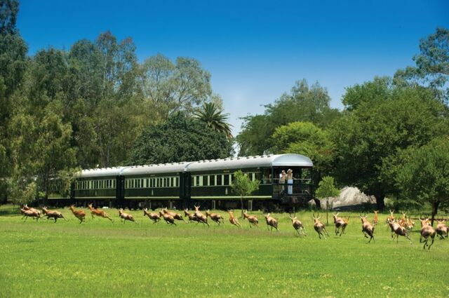 Combine a observação da vida selvagem com uma luxuosa aventura ferroviária na África do Sul
