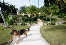 Este pastor alemão milionário está a vender uma mansão em Miami que pertencia a Madonna