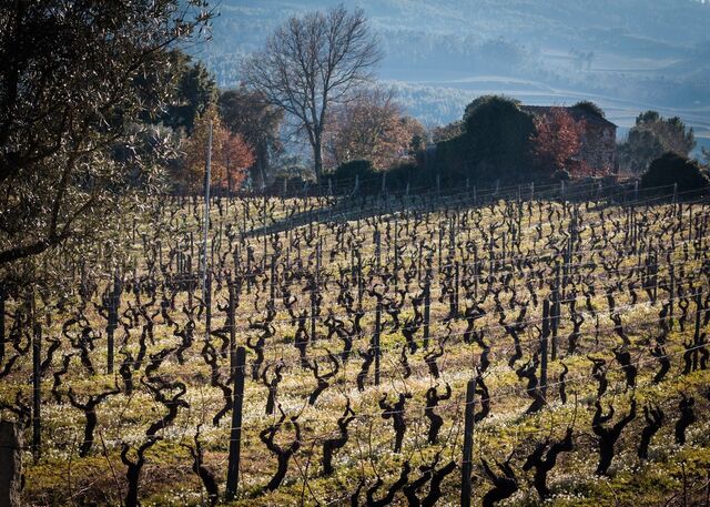 Vinha em Penalva do Castelo