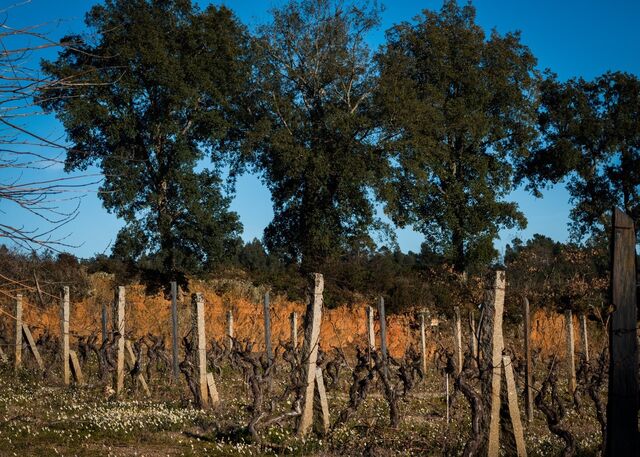 Vinha em Penalva do Castelo
