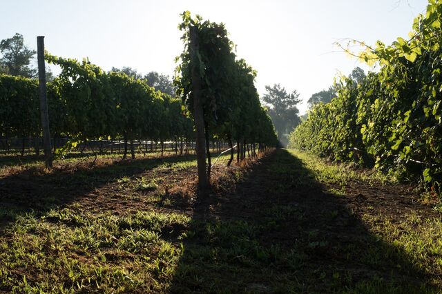 Vinha do Torre de Gomariz, Wine & Spa Hotel