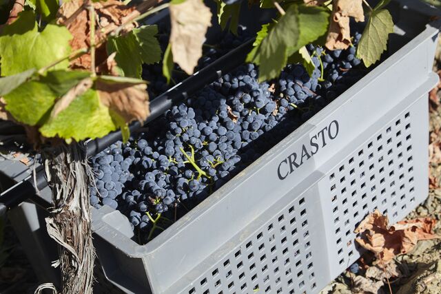 Colheita da Quinta do Castro