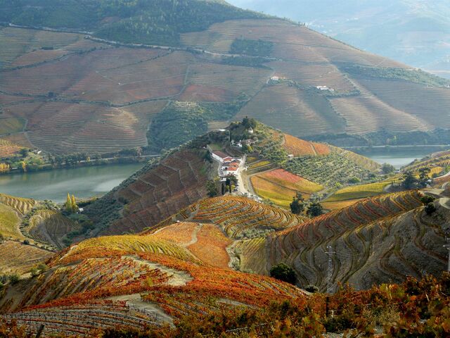 Vinhas da Quinta do Castro