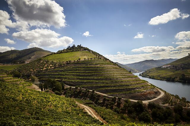 Vinhas da Quinta do Castro