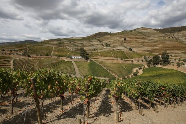 Vinhas da Quinta do Castro