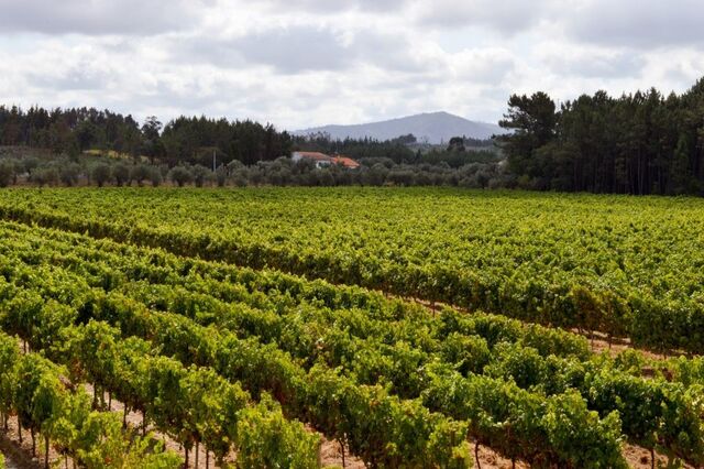 Vinhas na Quinta dos Abibes