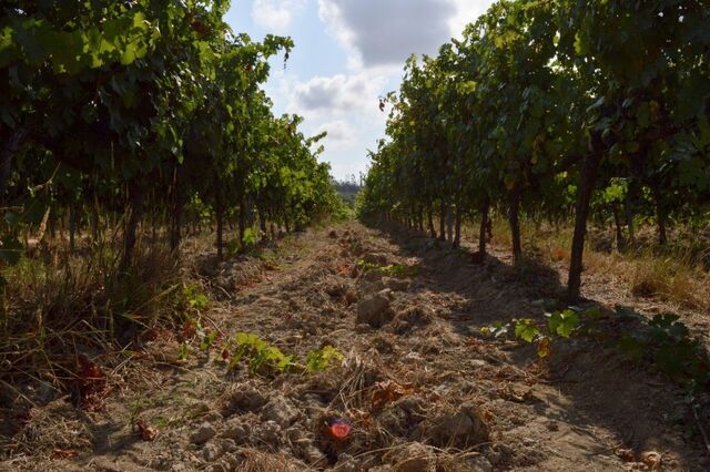 Vinhas na Quinta dos Abibes