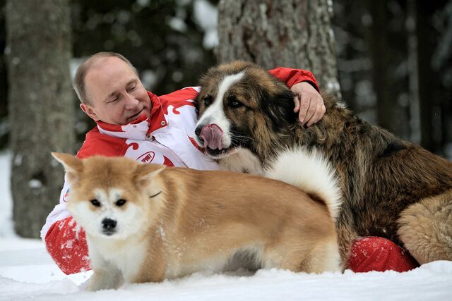 Vladimir Putin brinca com os seus cães Buffy e Yume, nos arredores de Moscovo, 2013