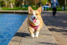 O afeto de um cão pode diminuir a dor física, diz novo estudo