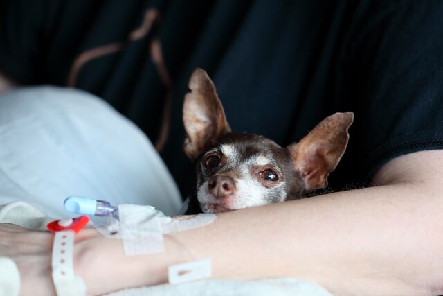 Cão de terapia