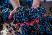 Vindimas no Douro? Este é o programa em Ventozelo
