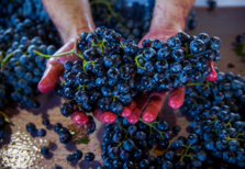 Vindimas no Douro? Este é o programa em Ventozelo
